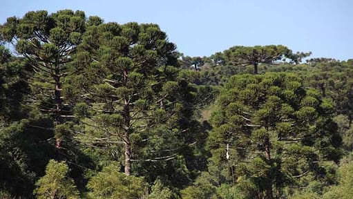 Parque Estadual Bosque das Araucárias