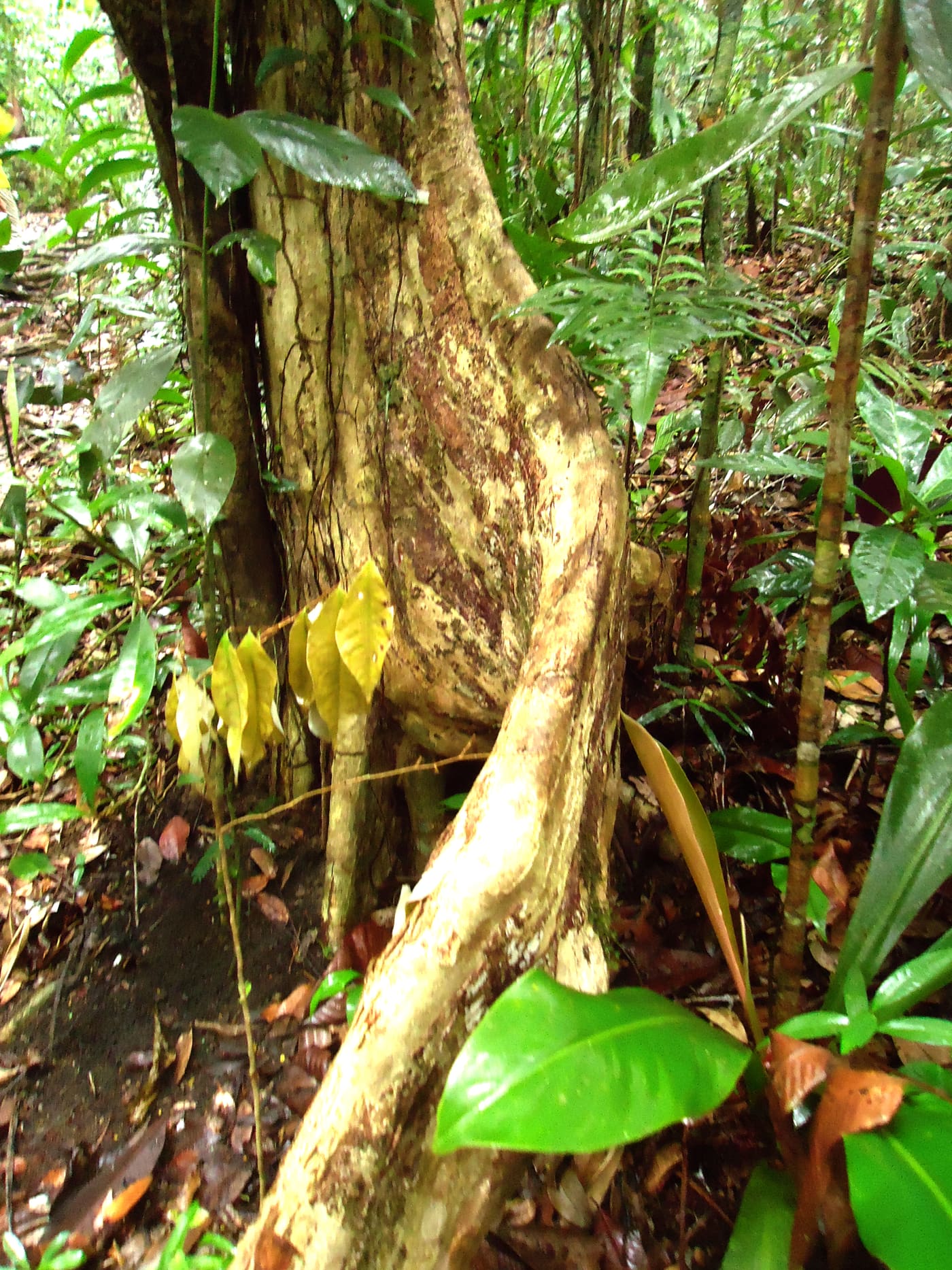 Serra do Conduru State Park