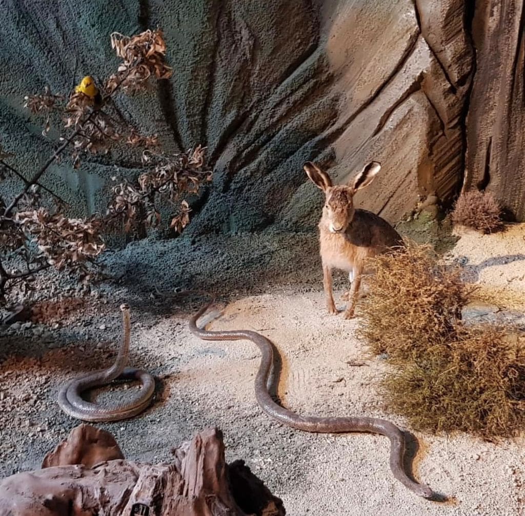 Camlidere Nature and Animal Museum