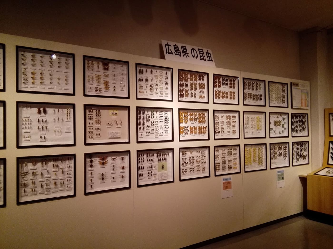 Hiwa Museum of Natural History