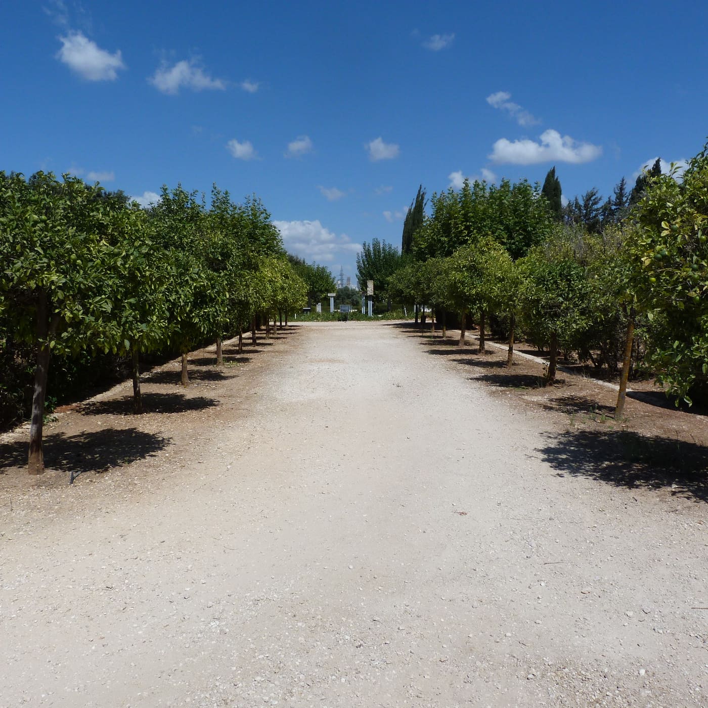 Pruned Garden