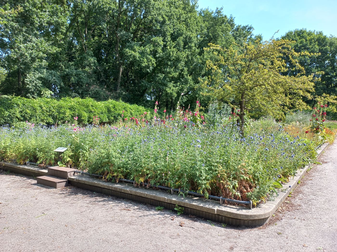 The miracle garden