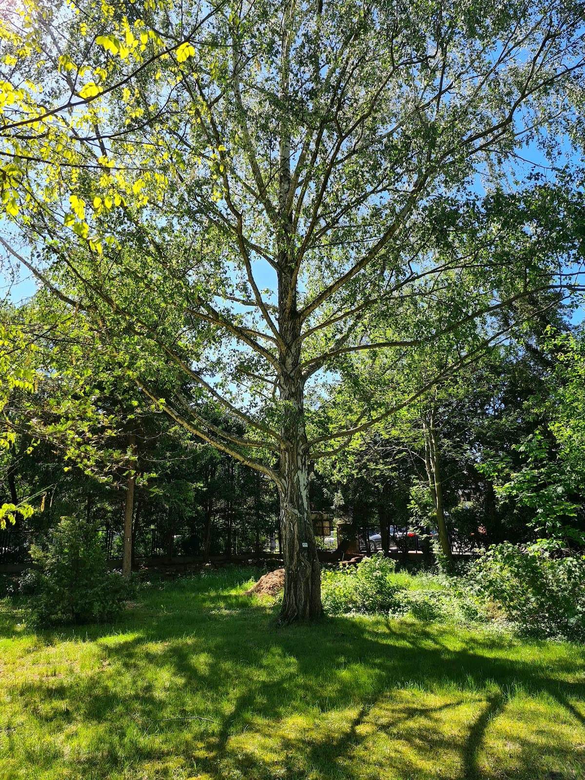 Garden of medicinal plants in Wrocław