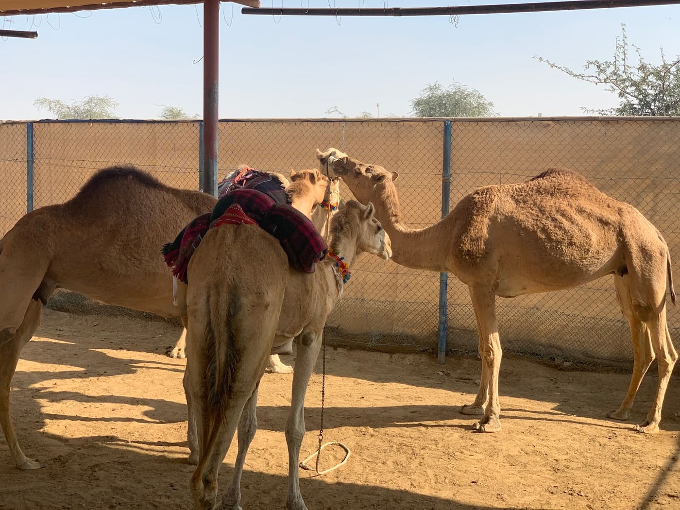Camel Museum