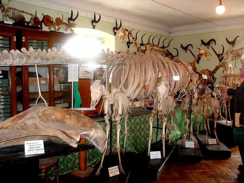 Benedykt Dybowski Zoological Museum
