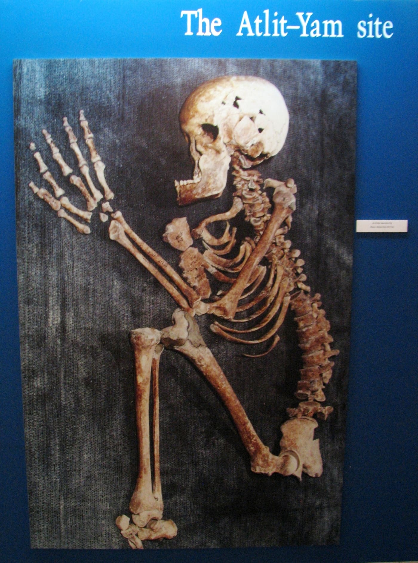 Moshe Stekelis Museum of Prehistory