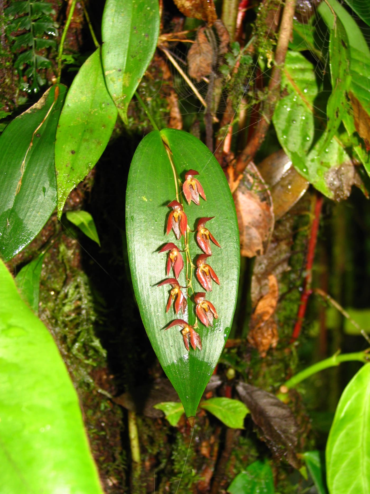 Monteverde Orchid Garden