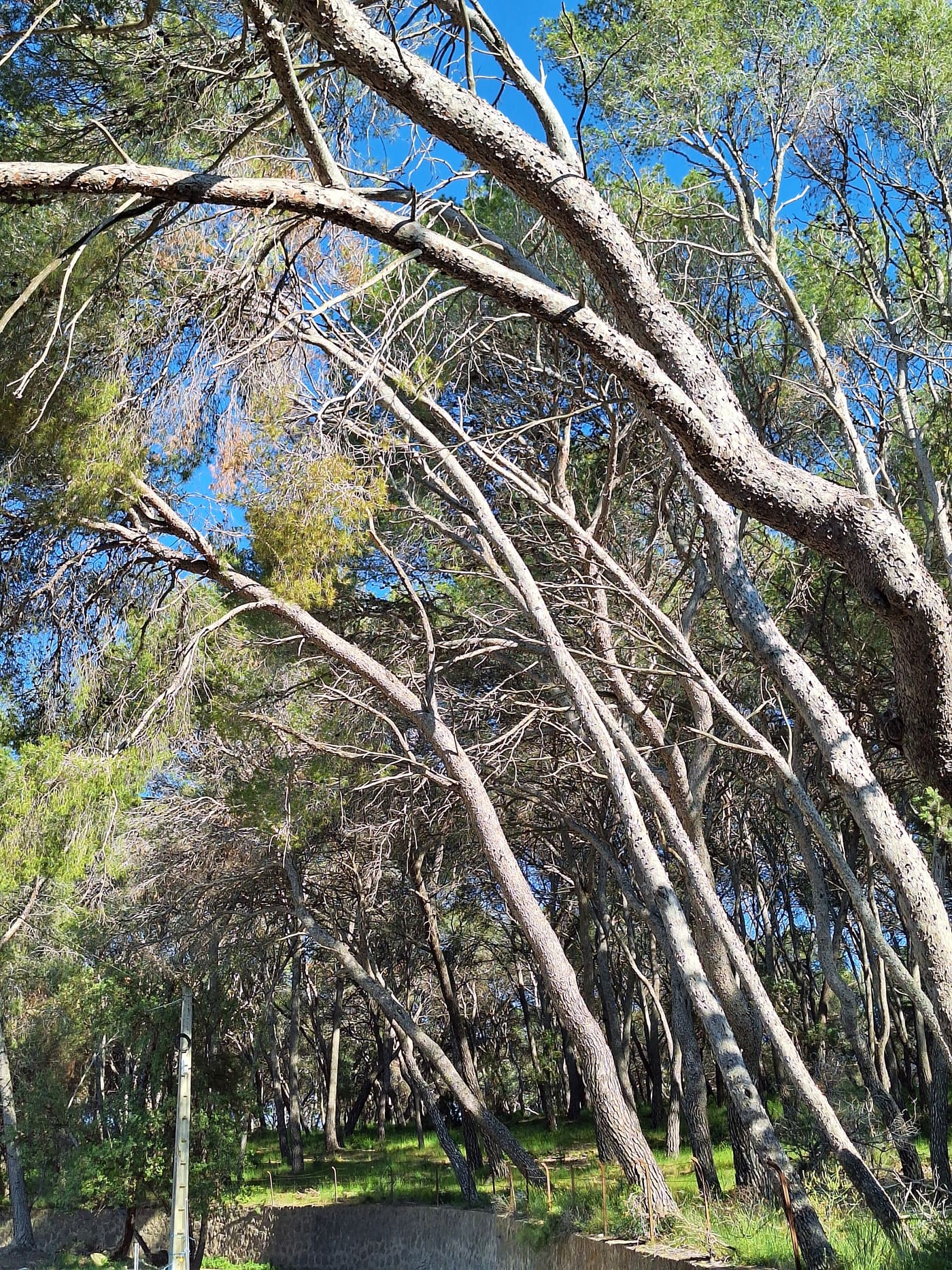 Bosc i jardí de Solers