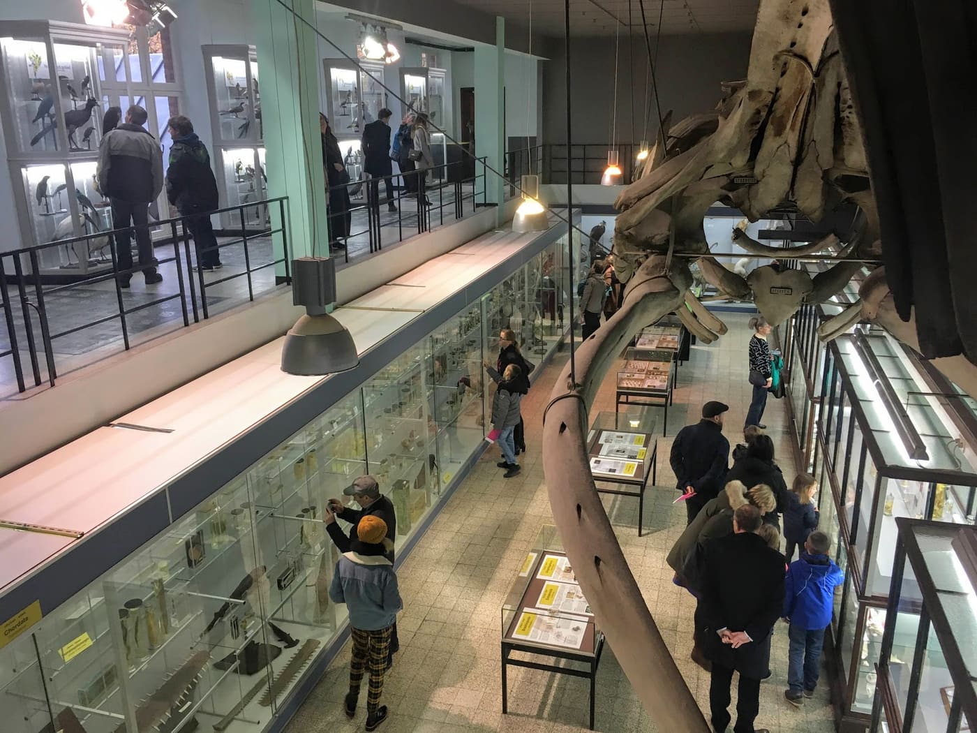 Museum voor Dierkunde