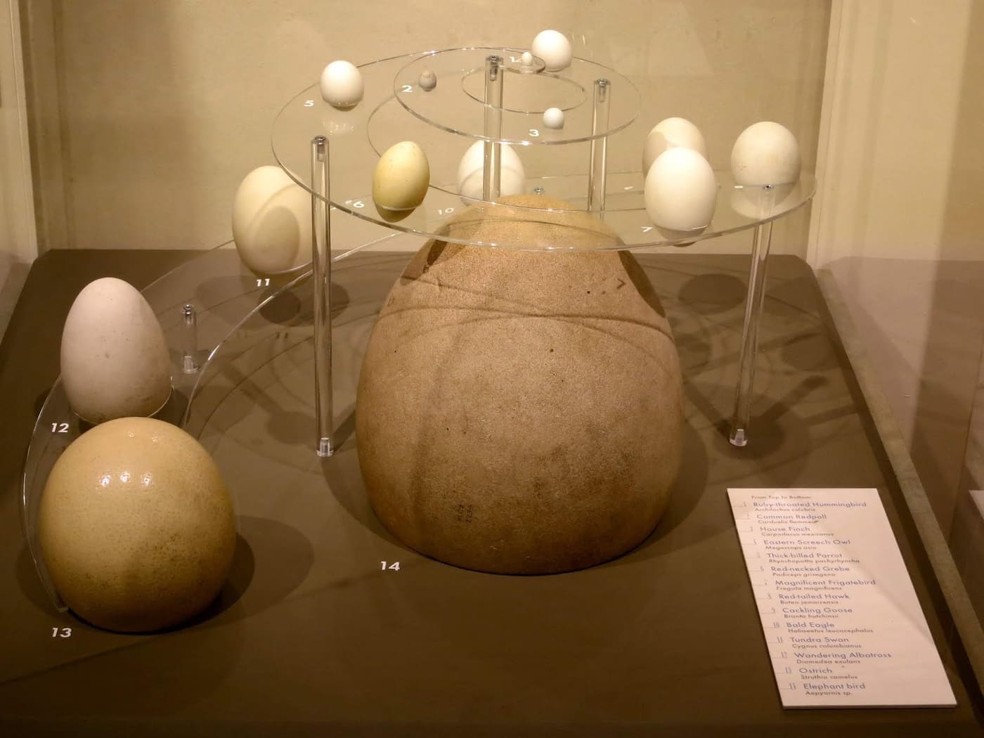Egg Museum