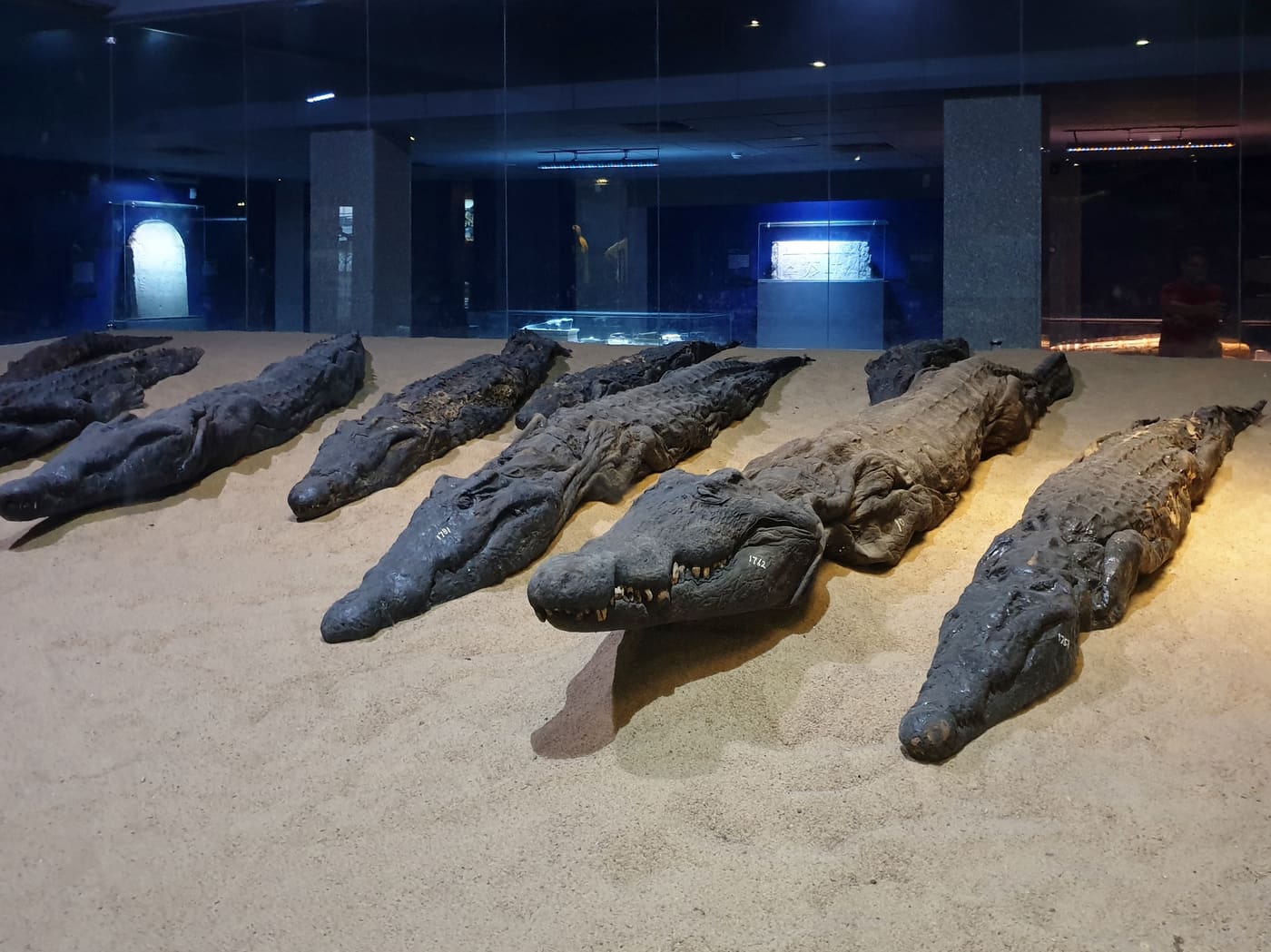 Crocodile Museum