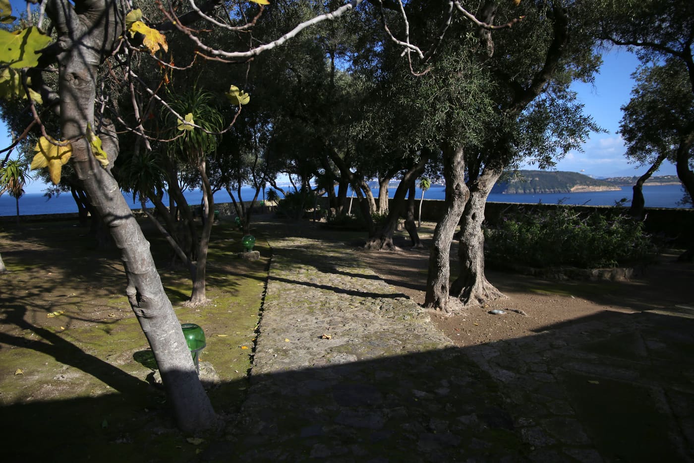 Terrace of Olive Trees