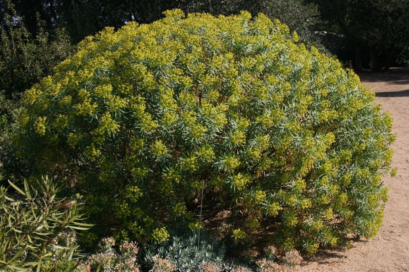 Parc de Saleccia