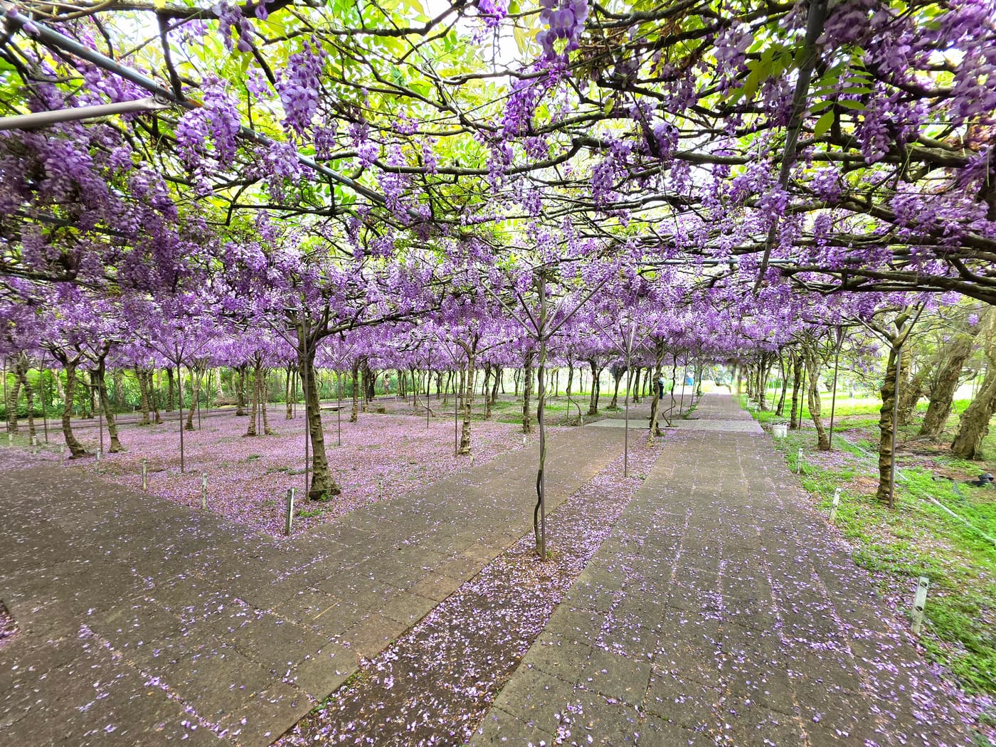 Tamsui Wisteria Garden II Shuiyuan