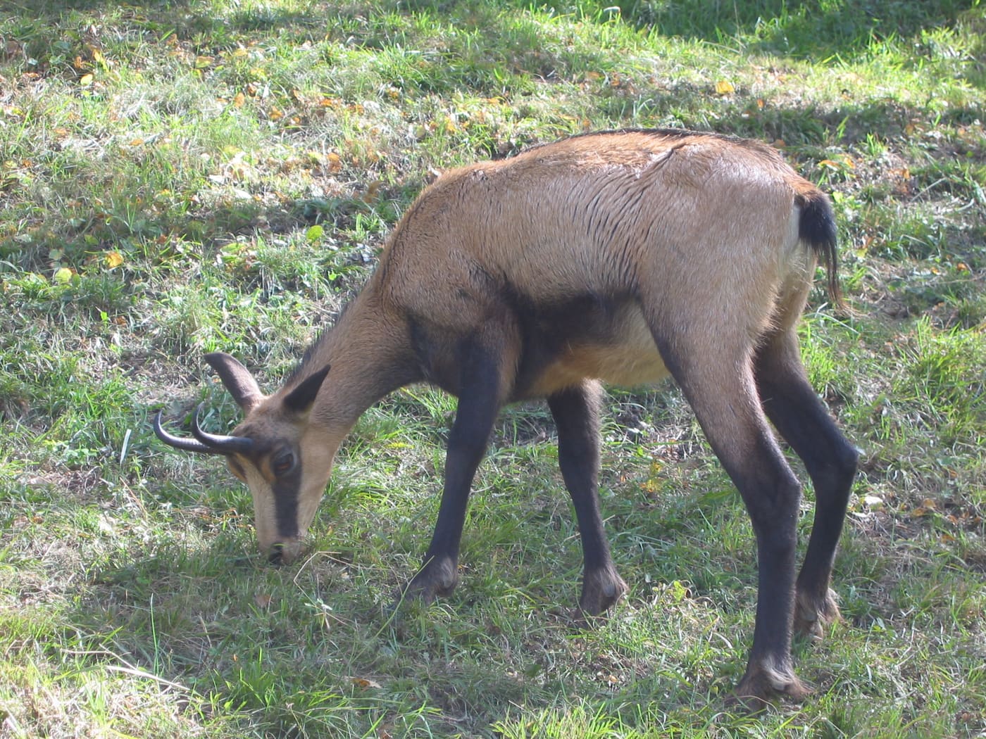 Parc animalier d'Introd