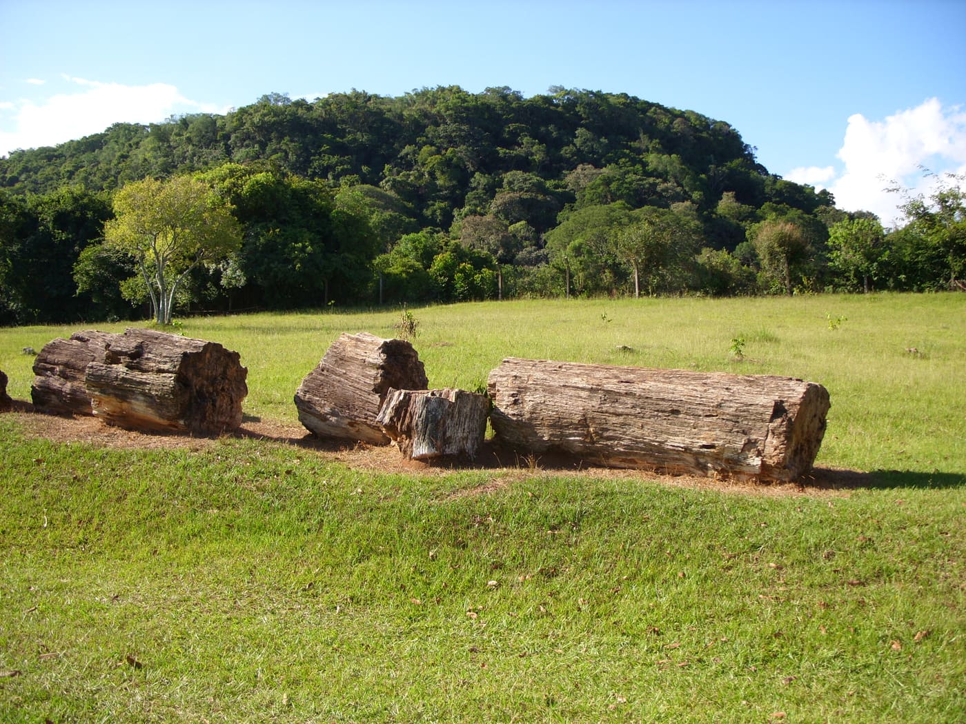 Palaeobotanical Garden in Mata