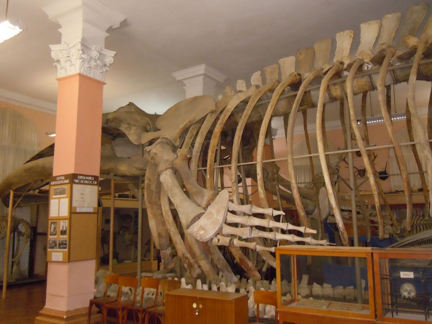 Odesa University Zoological museum