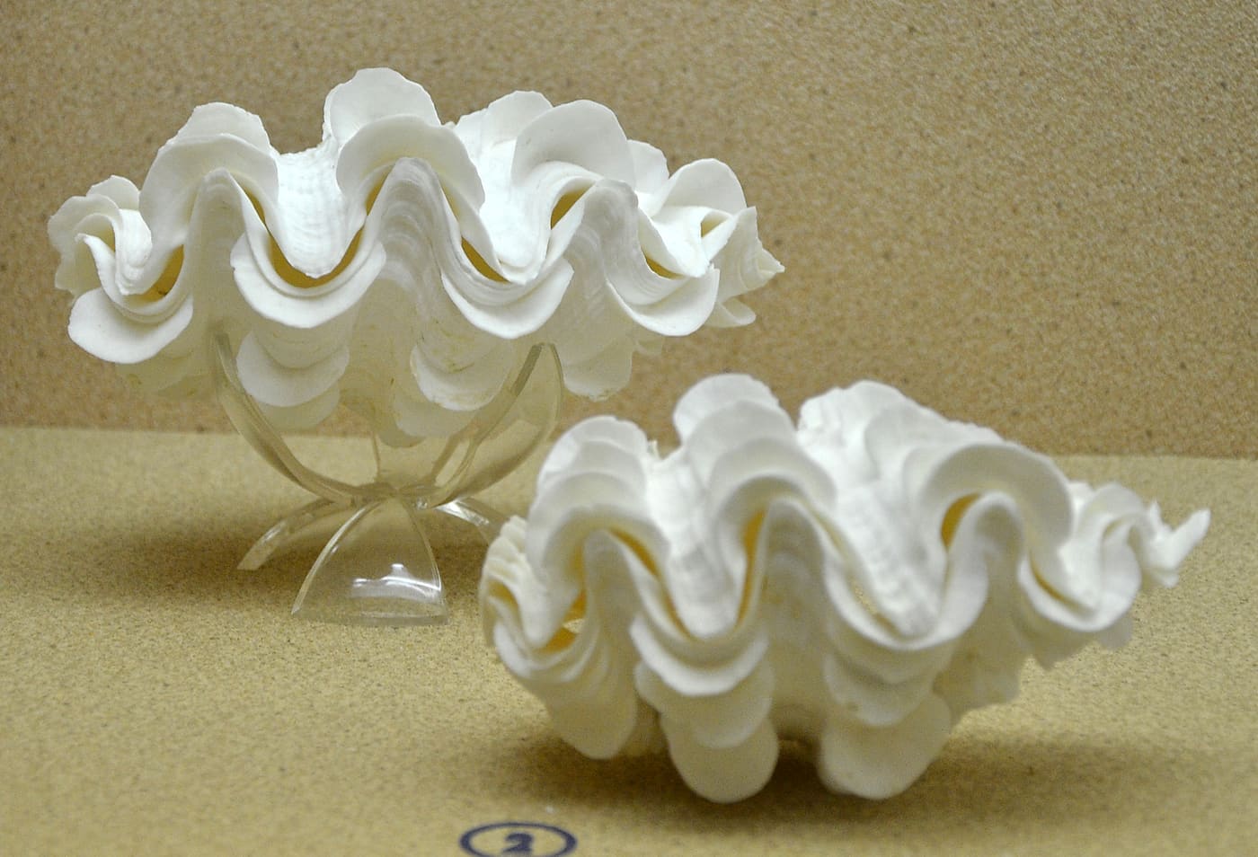 Phuket Seashell Museum