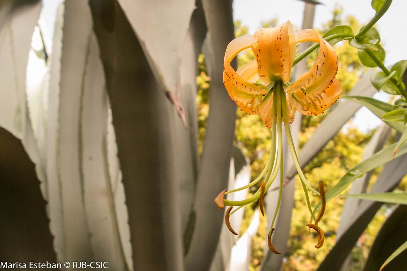 Real Botanic Garden of Madrid