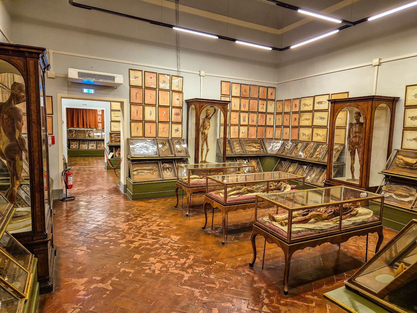 Università di Firenze Museo Zoologico "La Specola"