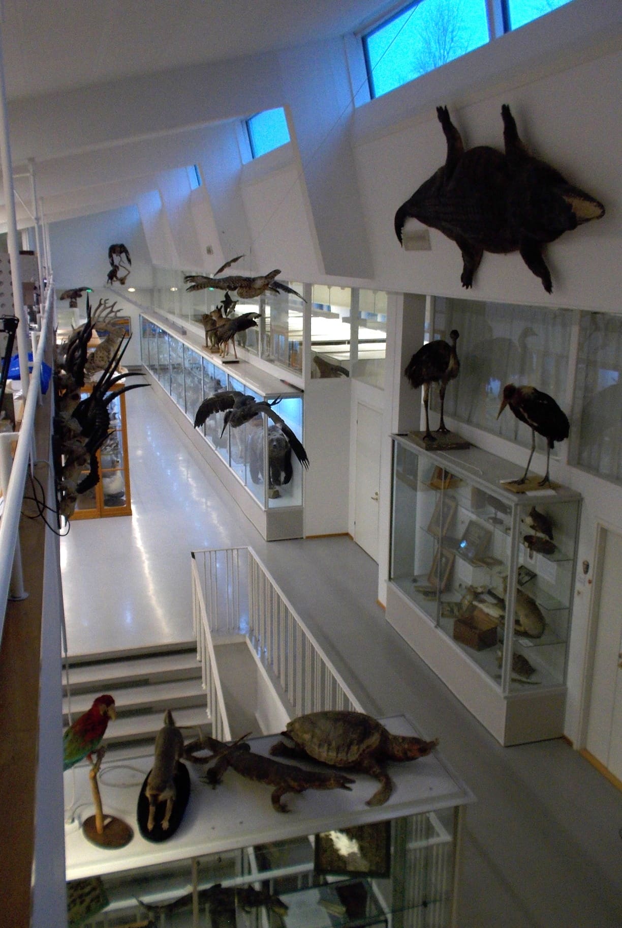 Zoological museum of University of Turku