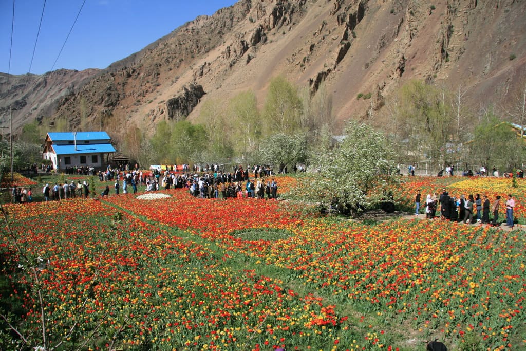 Gachsar Tulip Garden
