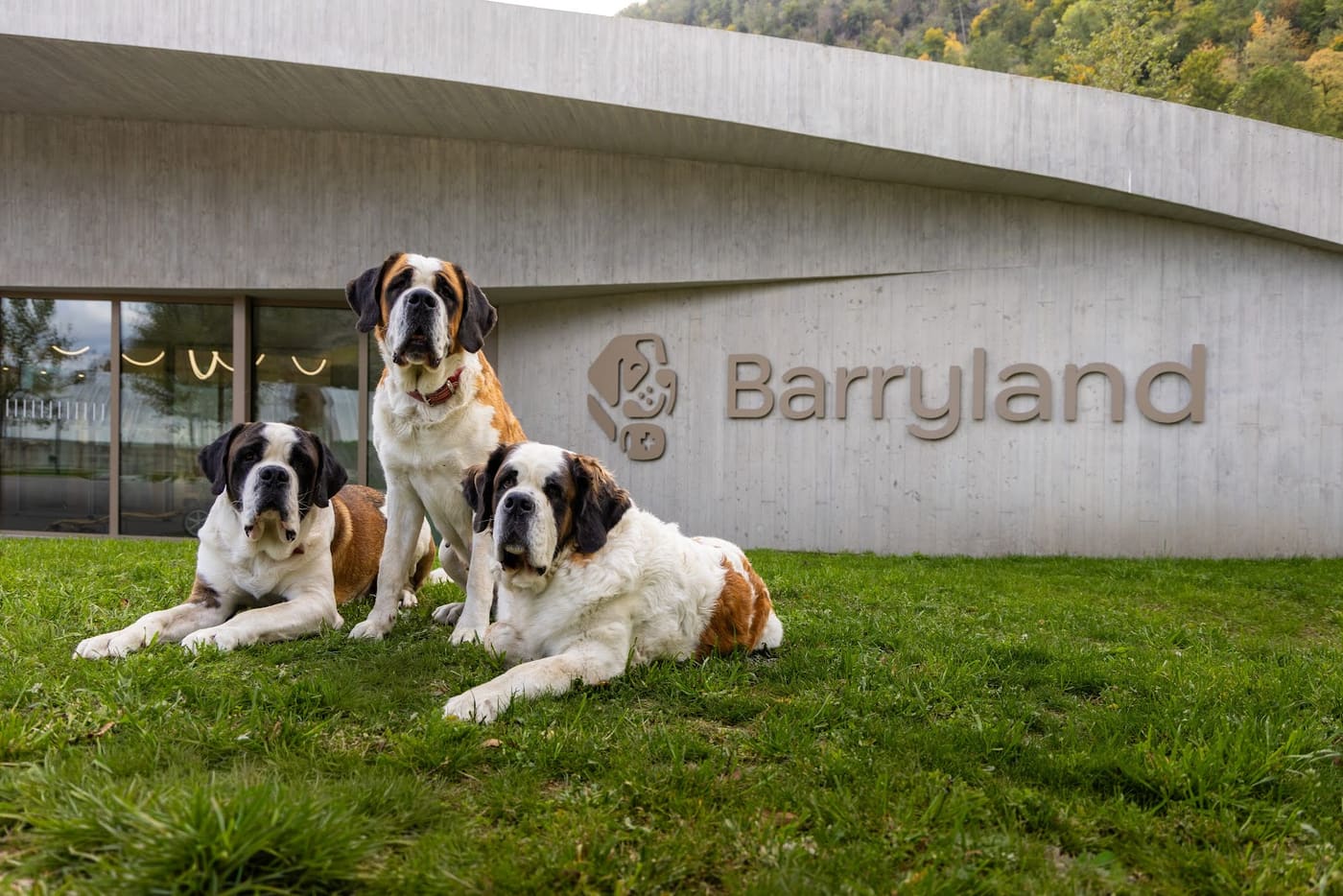 Musée et Chiens du Saint-Bernard