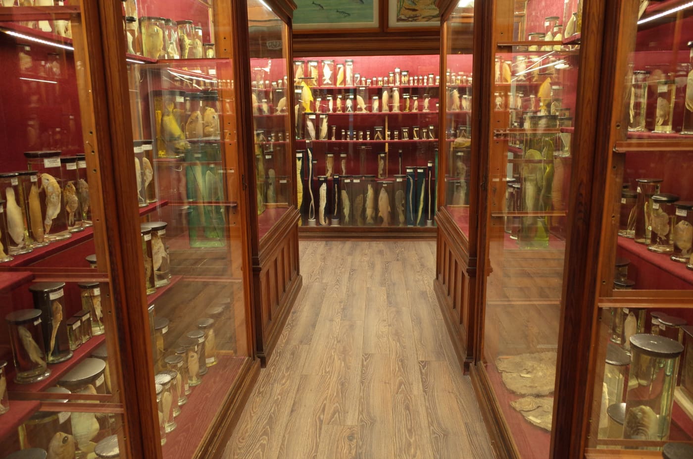 Zoological Museum in Cluj-Napoca