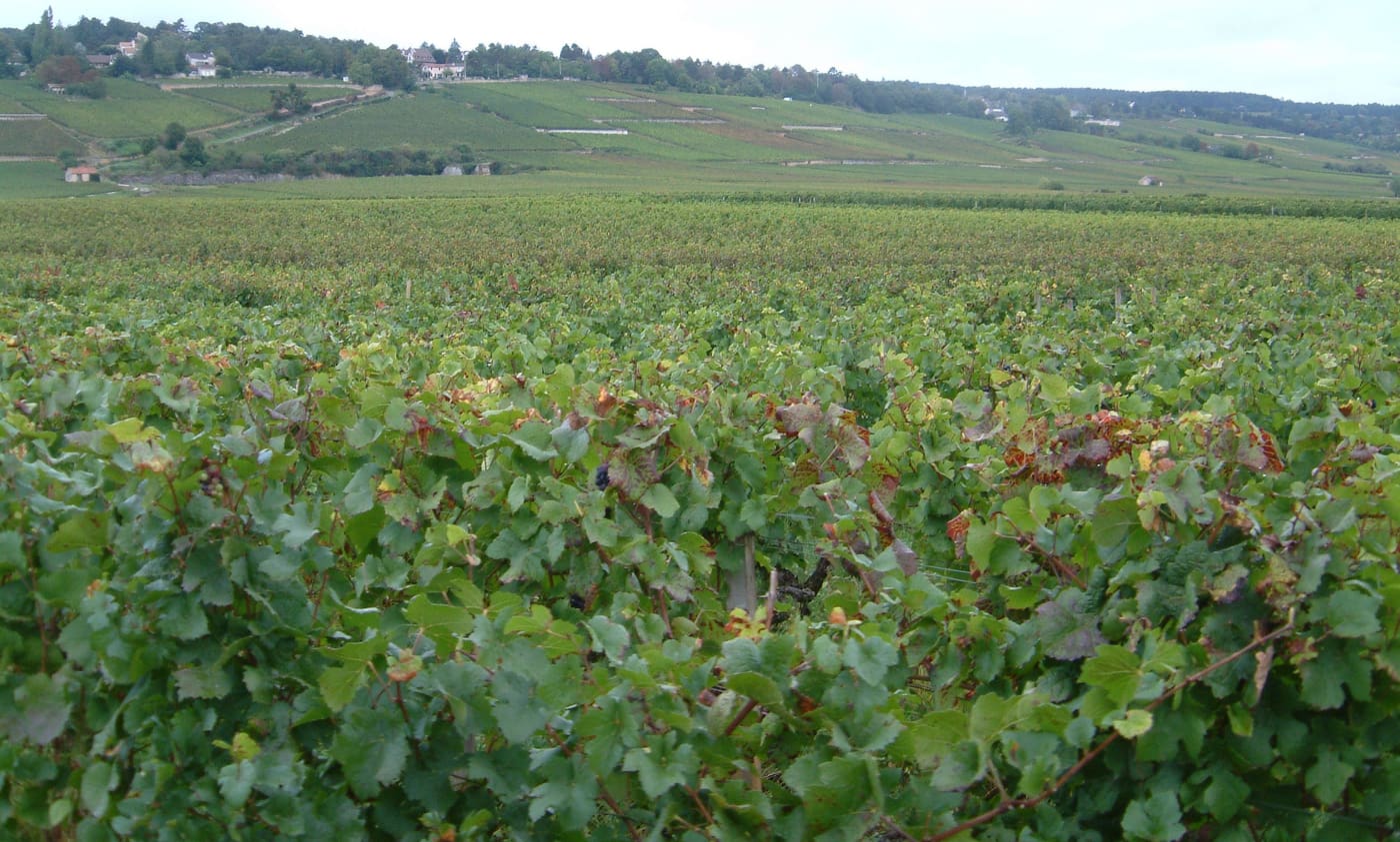 Climats, terroirs of Burgundy