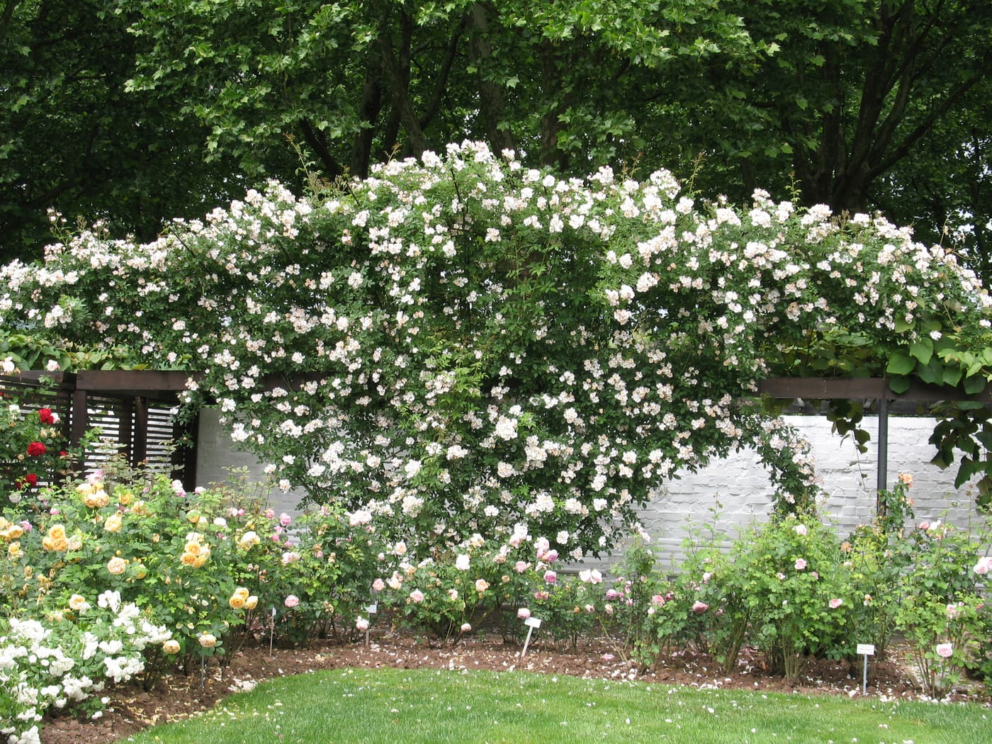 Europe's Rose Garden