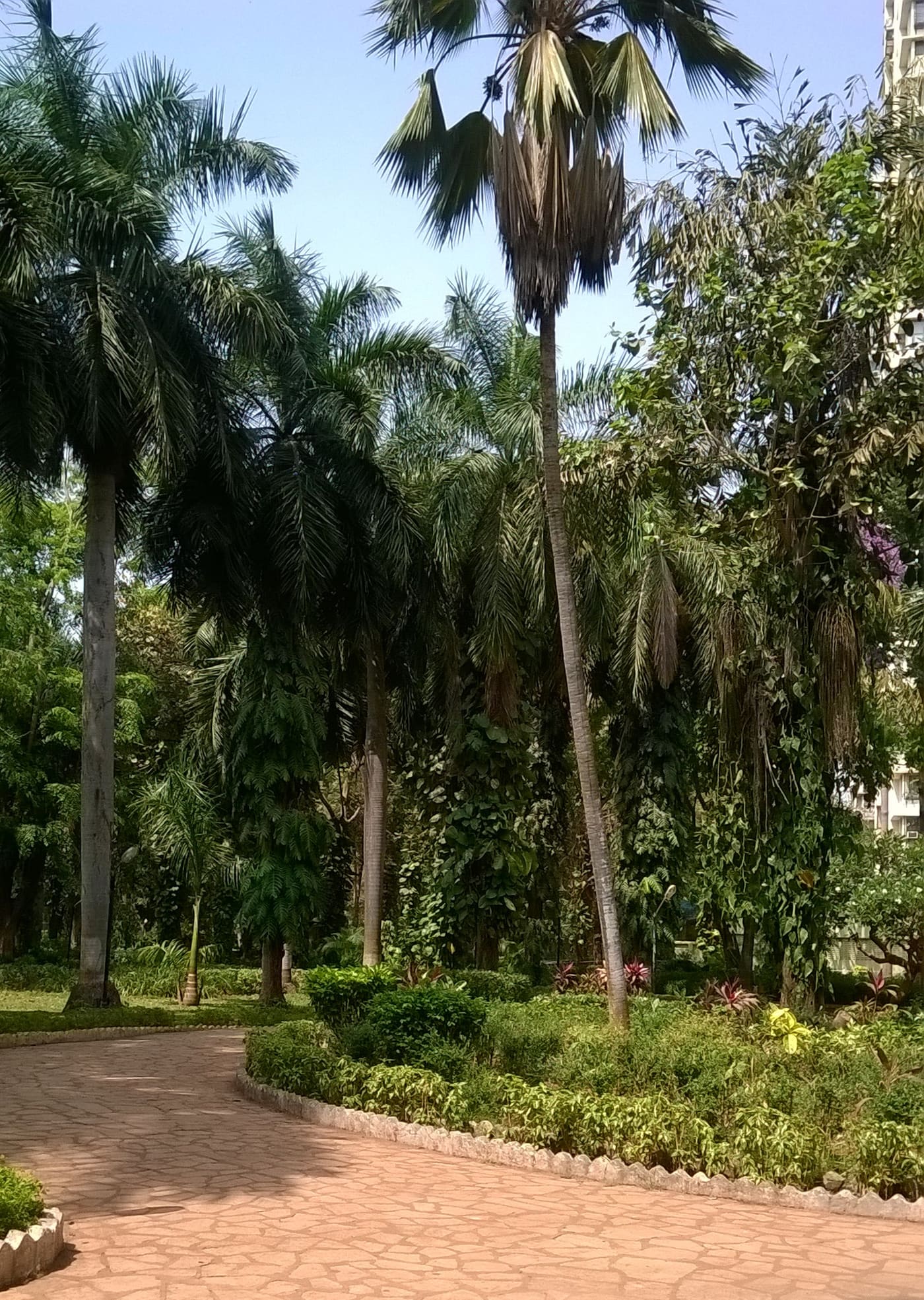 Colaba Woods