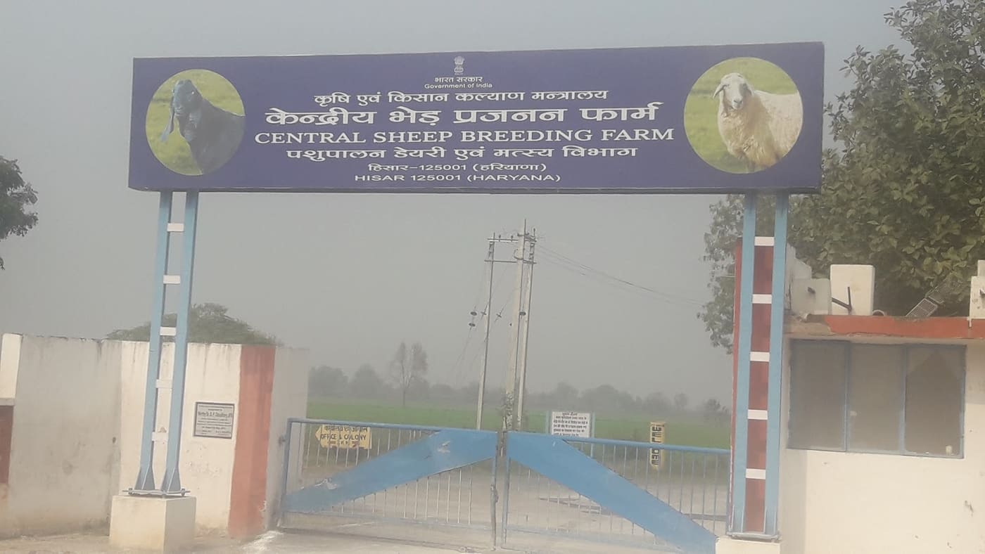 Central Sheep Breeding Farm