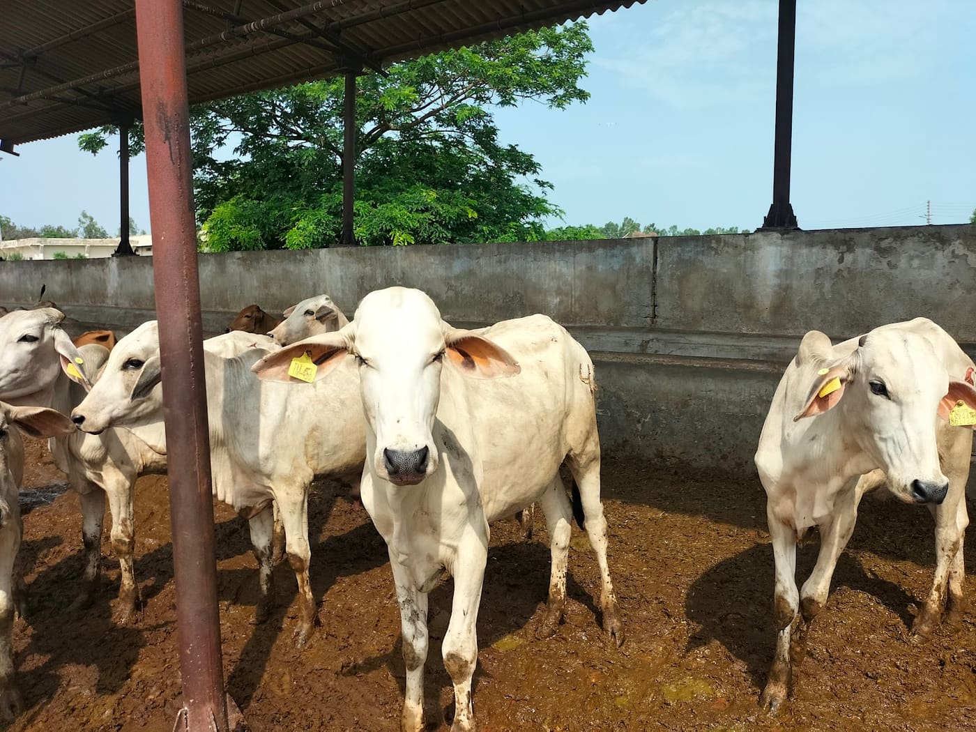 Government Livestock Farm, Hisar