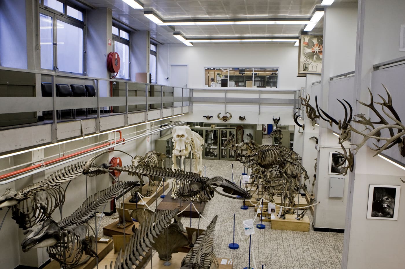 Museum voor Dierkunde