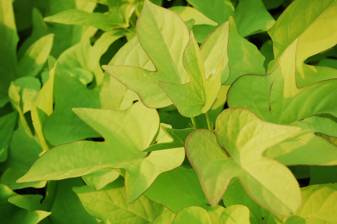 Medicinal herbs Garden