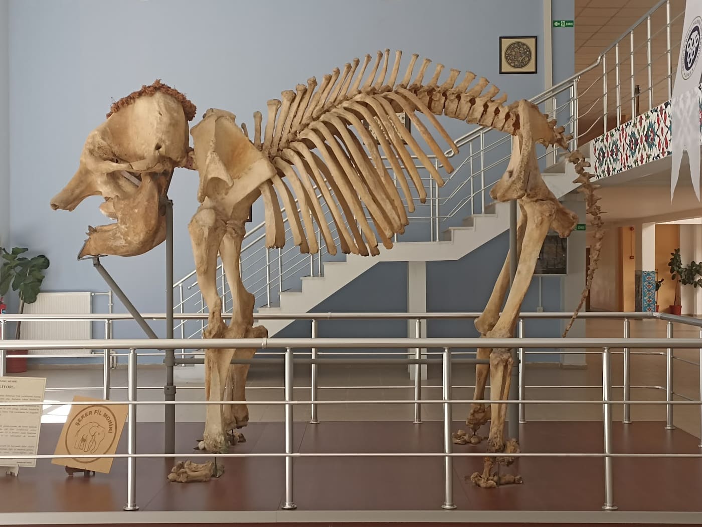Ali Demirsoy Natural History Museum