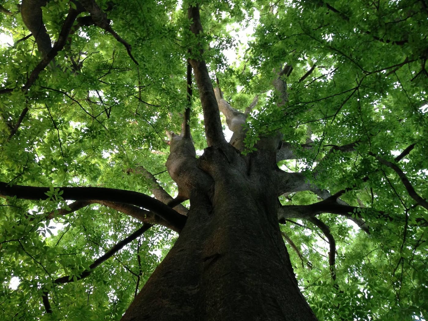 Arboretum Vilmorin