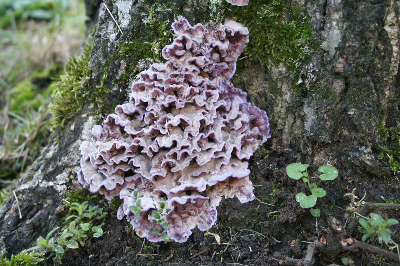 Arboretum municipal de Verrières-le-Buisson