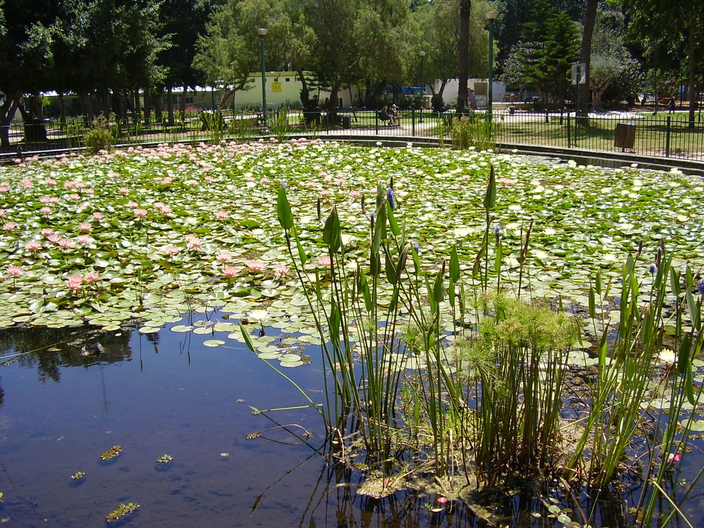 Meir Park, Tel Aviv