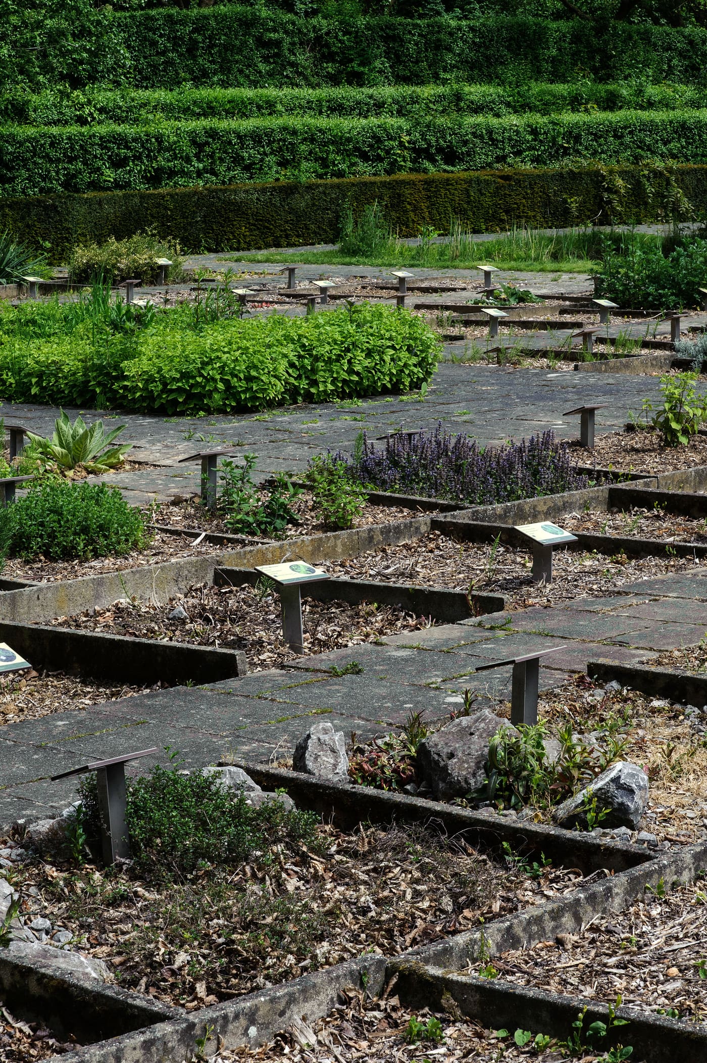 Tuin van Geneeskrachtige planten