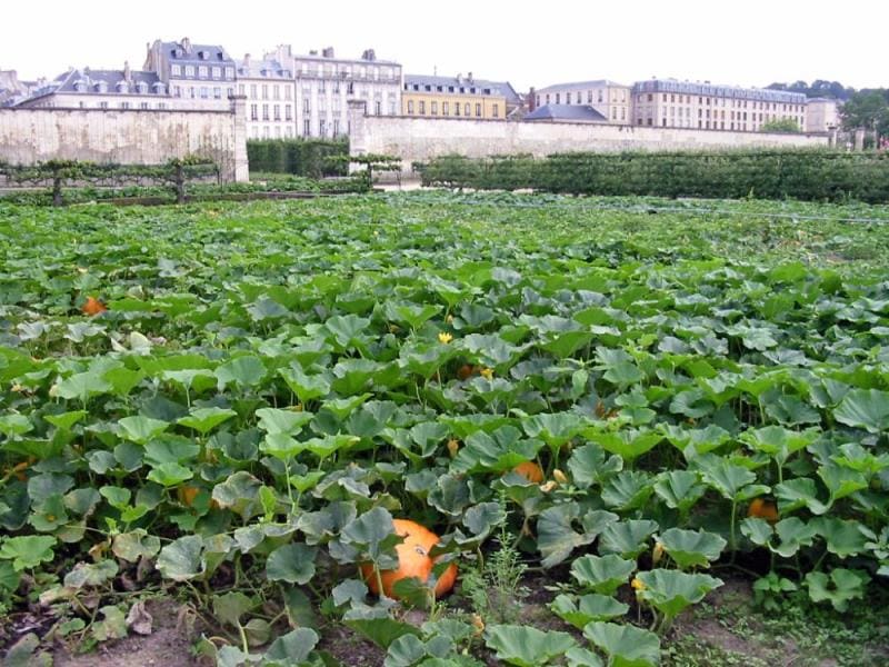 Potager du roi