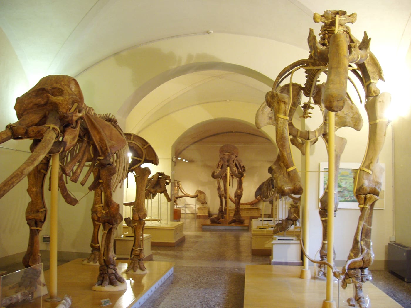 Museum of Natural History - Section of Geology and Paleontology