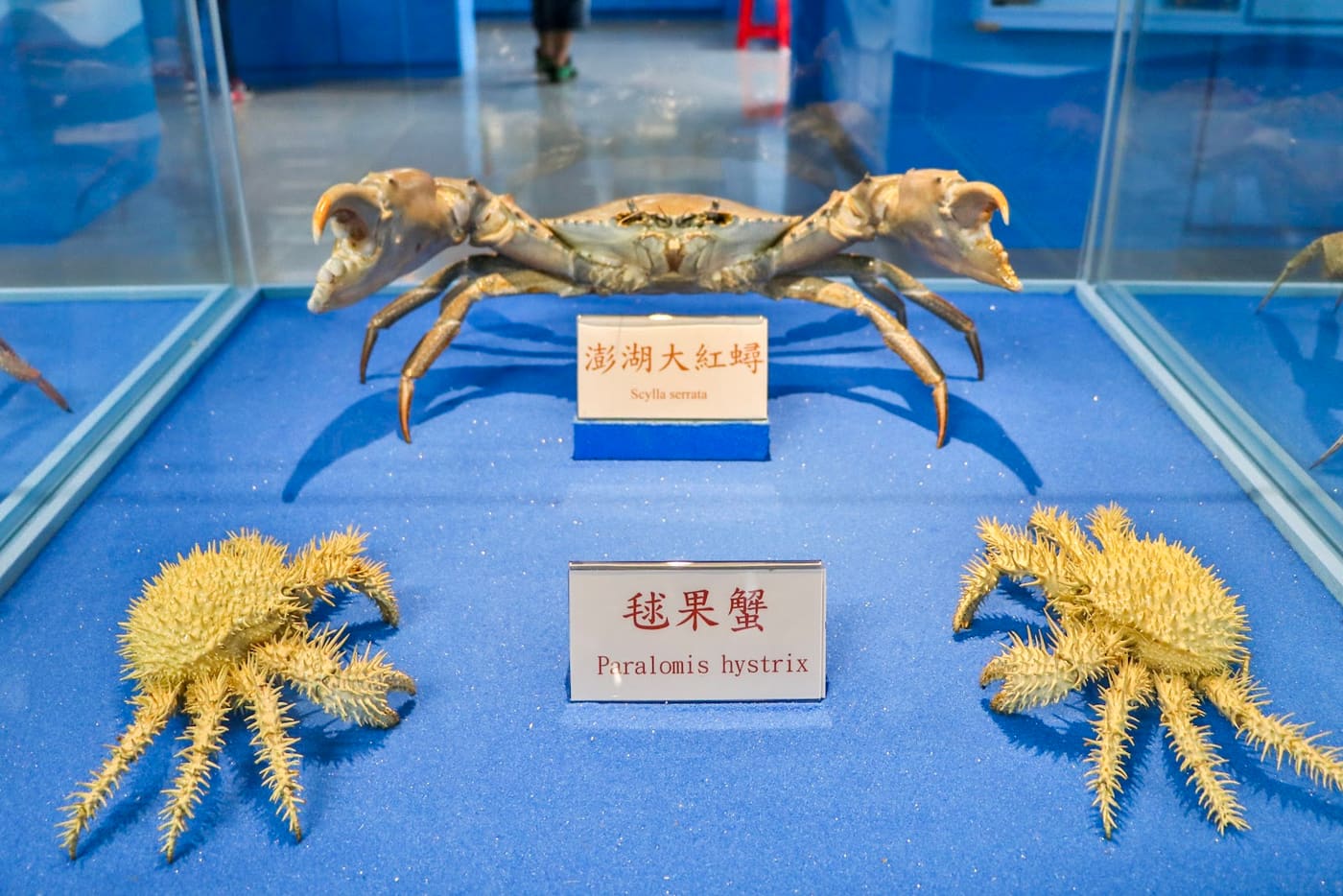 Chuwan Crab Museum