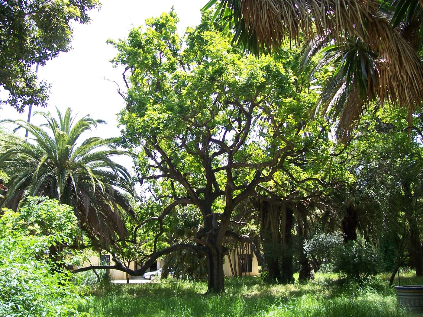 Parque de las Acacias de Algeciras