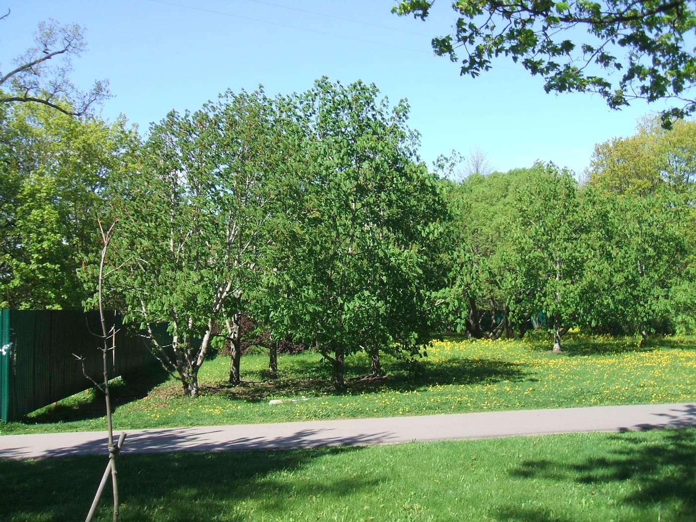 Sestroretsk armory garden