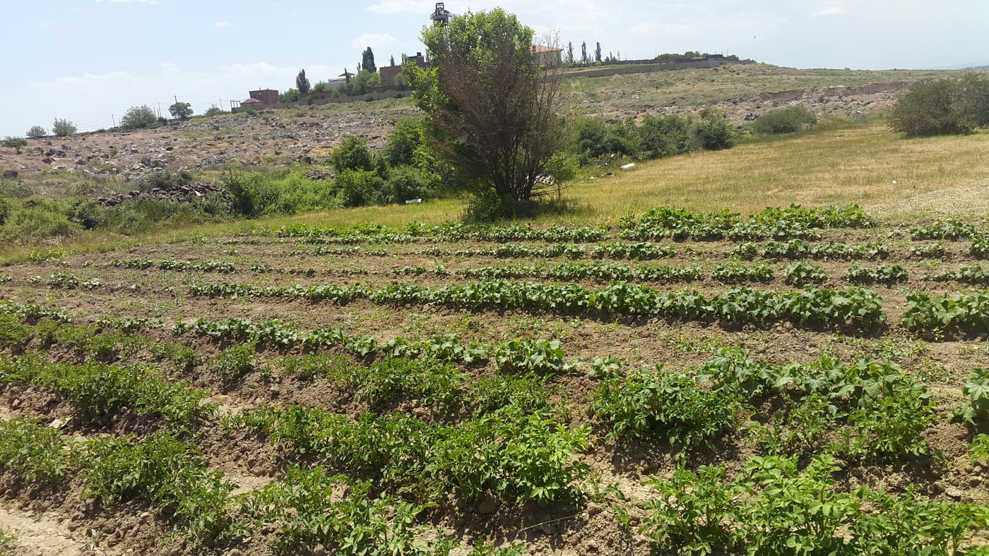 Dalma garden