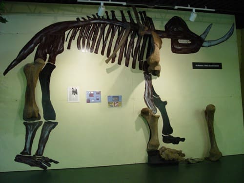 Akron Fossils & Science Center