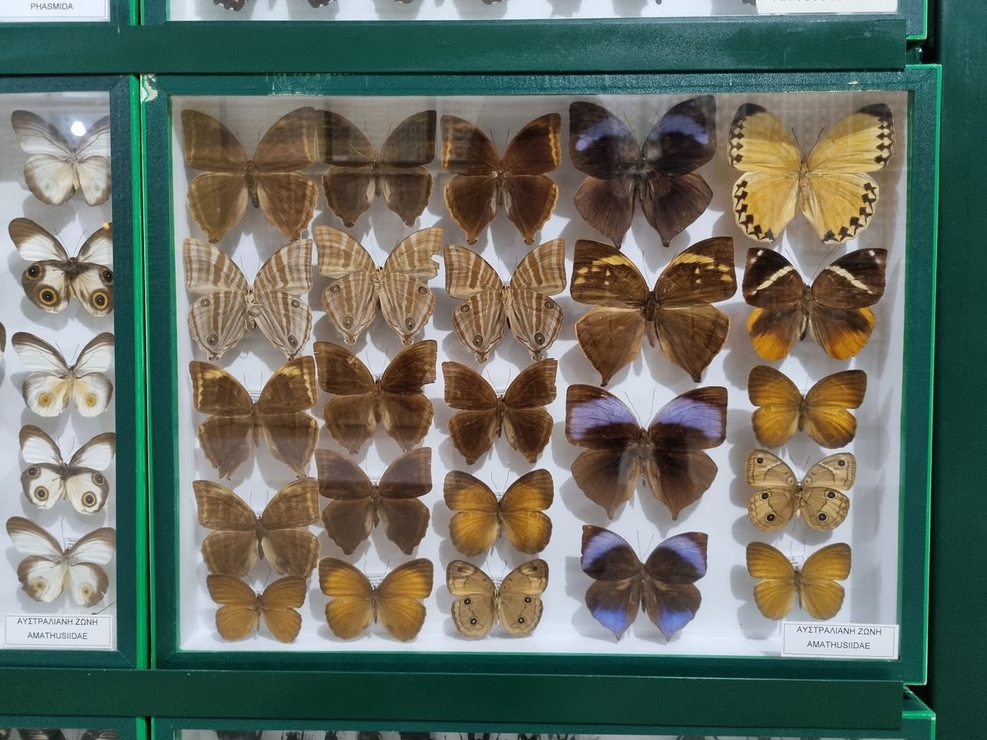 Athanasios Koutroumbas Insect Museum