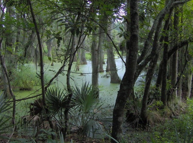 Audubon Swamp Garden