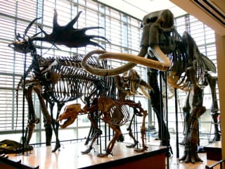 Beneski Museum of Natural History, Amherst College